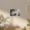 Canvas Wrap - Charcoal Garden Cat #5 - Unframed